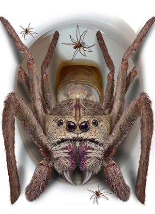 Tarantula Toilet Cling 30cm x 40cm 