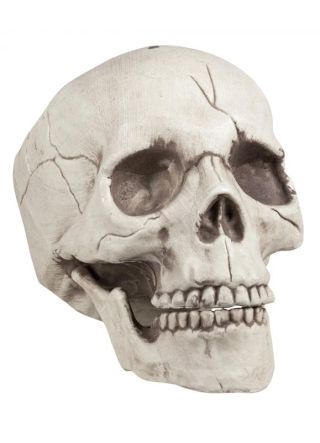 Realistic Human Skull Prop - 22cm